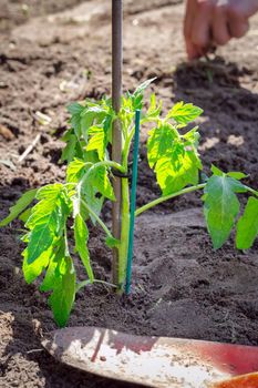 growing seedling tomato plant in fresh earth, seeding and gardening new young baby plant life, farmer vegetables and planting concept closeup