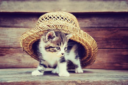 Cute little kitten under the hat on wooden background. Image with retro vintage instagram filter
