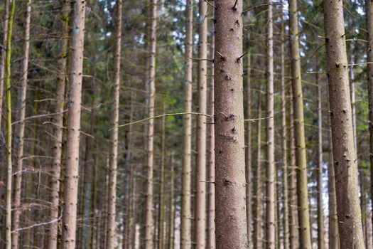 A grove of pine trees planted in a straight line, forest nature landscape background long and tall trunks closeup