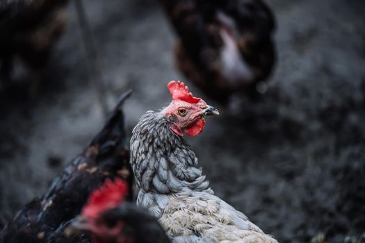 Portrait of chicken in crowded barn, small depth of field