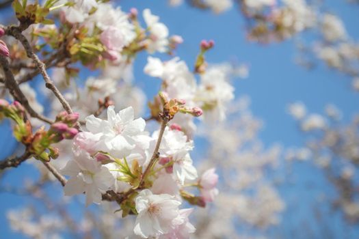 Beautiful colorful fresh spring flowers with clear blue sky. Cherry blossom bright pastel white and pink colors, summer and spring background full bloom close up cheerful nature