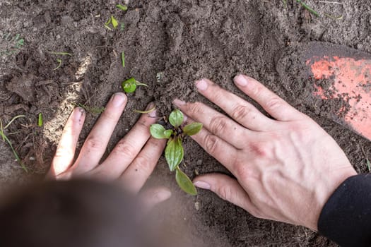 Two man hands planting a young tree or plant while working in the garden, seeding and planting and growing top view, farmers hands care of new life, environment, spring, nature, plants concept retro