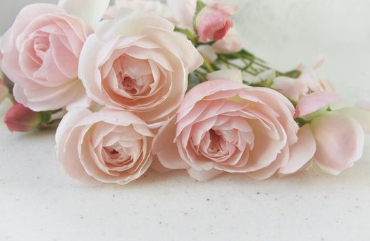 Pink roses isolated on white background. Perfect for background greeting cards and invitations of the wedding, birthday, Valentine's Day, Mother's Day.