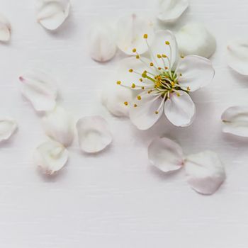 Cherry or plum flower with petals on a white background.