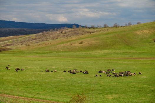 Sheep herd grazing a a meadow among green hills in Moldova