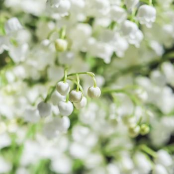 Blooming lily of the valley flowers. Natural floral background. Selective focus