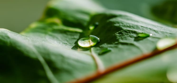 Abstract green background. Macro Croton plant leaf with water drops. Natural background for brand design