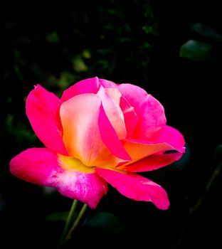 Beautiful pink rose isolated on black background. Ideal for greeting cards for wedding, birthday, Valentine's Day, Mother's Day