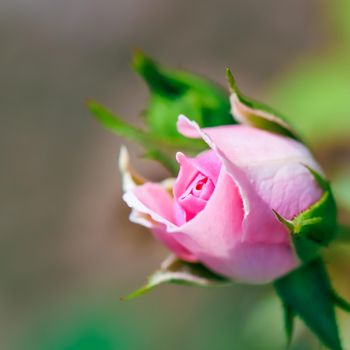 Soft pink rose Bonica with buds in the garden. Perfect for background of greeting cards for birthday, Valentine's Day and Mother's Day