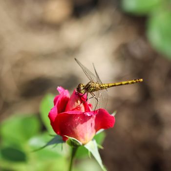 Dragonfly on a red flower rose in a sunny garden.