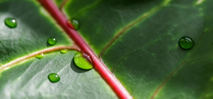 Abstract green background. Macro Croton plant leaf with water drops. Natural backdrop for brand design