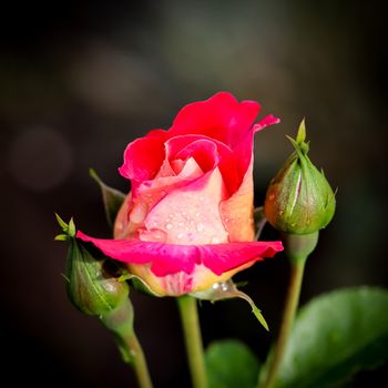 Beautiful red rose with dew drops in the garden on a sunny day. Ideal for background greeting cards