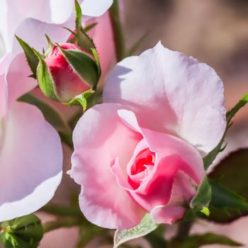 Soft pink rose Bonica with buds in the garden. Perfect for background of greeting cards for birthday, Valentine's Day and Mother's Day