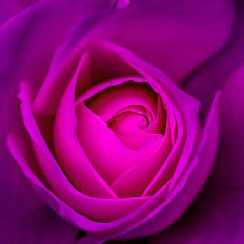 Abstract floral background, purple rose flower petals. Macro flowers backdrop for holiday design. Soft focus.