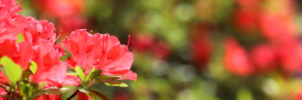 Opening of beautiful red azalea flower in spring garden. Gardening concept. Floral background