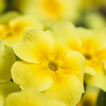 Blooming yellow primrose in the spring garden.