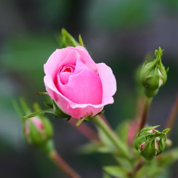 Soft pink rose Bonica with buds in the garden. Perfect for background of greeting cards for birthday, Valentine's Day and Mother's Day