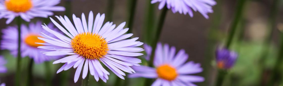 Alpine aster (Aster alpinus). Beautiful purple flowers with an orange center in the garden