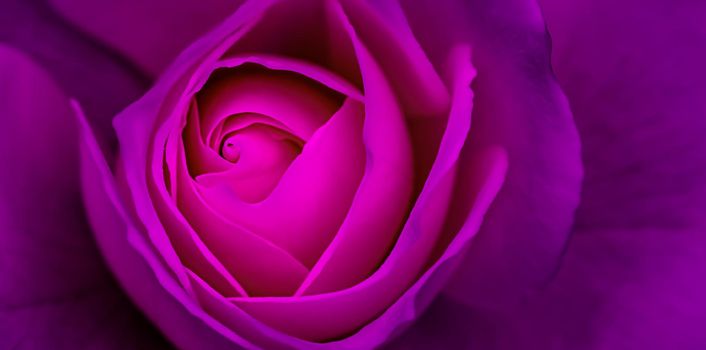 Abstract floral background, purple rose flower petals. Macro flowers backdrop for holiday design. Soft focus.