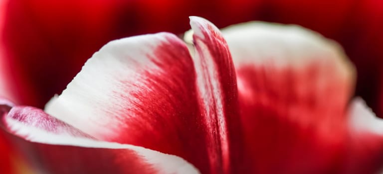 Abstract floral background, red tulip flower petals. Macro flowers backdrop for holiday brand design. Botanical concept