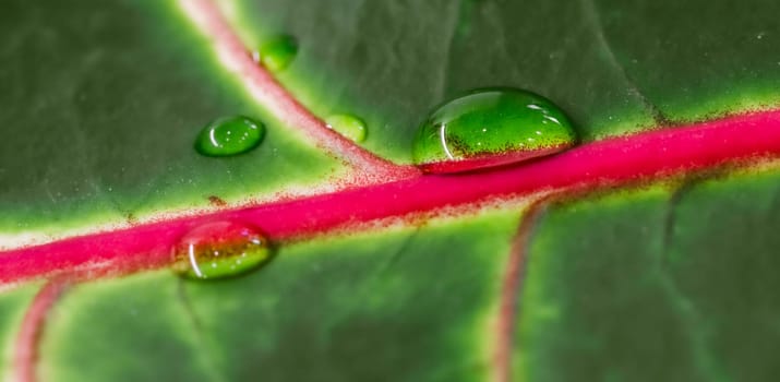 Abstract green background. Macro Croton plant leaf with water drops. Natural backdrop for brand design