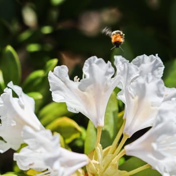 Soft focus, abstract floral background, white rhododendron flower with flying bumblebee in spring garden.