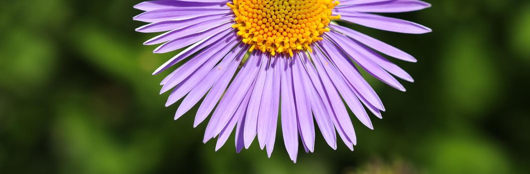 Alpine aster (Aster alpinus). Beautiful purple flowers with an orange center in the garden