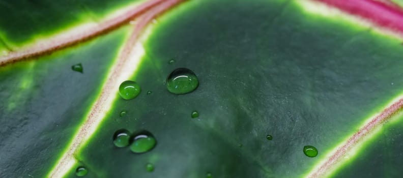 Abstract green background. Macro Croton plant leaf with water drops. Natural backdrop for brand design