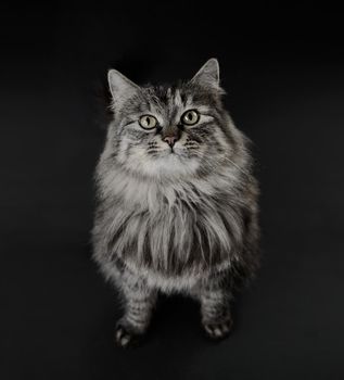 Cat on a black background, front view