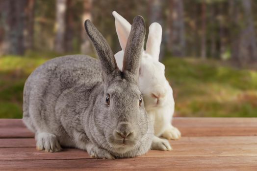 Two cute rabbits sit on a wooden table on nature