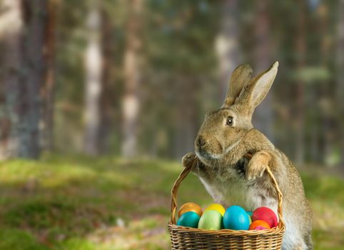 Beautiful Easter rabbit holds basket with colored eggs on nature
