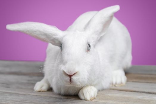 White rabbit on a pink background, front view