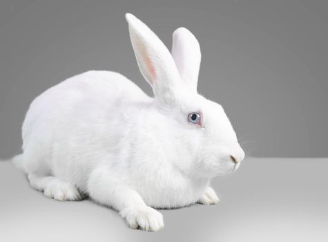 White rabbit on a gray background, side view