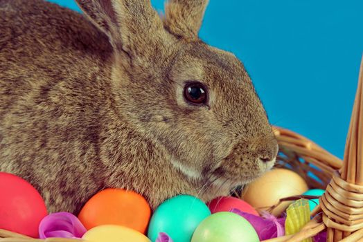 Cute Easter bunny sits in a basket with colored eggs on a blue background