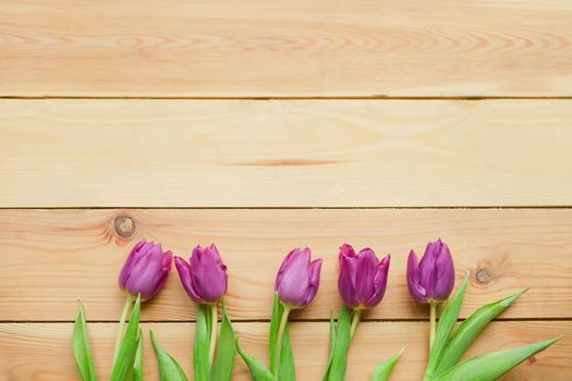 violet Spring Tulip Flowers. Blooming spring petals. Beautiful lavender-blue violet Tulips in spring. Tulip flower with green leafs on wooden background. spring day for postcard