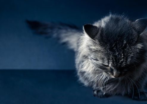 Cat sits on a black table, front view