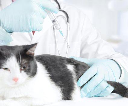 Unrecognizable male veterinarian does a prick cat