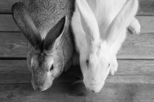 Two rabbits on a wooden table, top view, black-and-white image