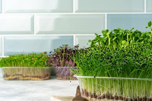 Micro green sprouts growing in tray in kitchen against mint tile wall. Healthy eating