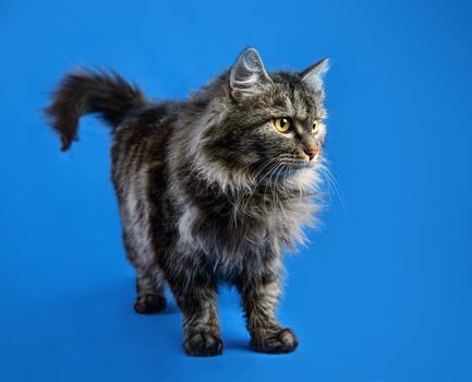 Cute fluffy cat stands on a blue background