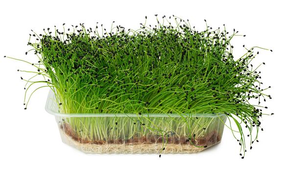 Growing micro green of onion in a tray isolated on white background