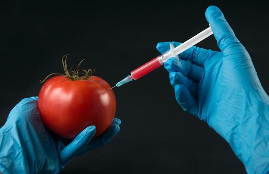Scientist injected red liquid in the syringe into tomato