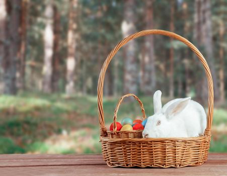 White Easter rabbit sits in a basket with colorful eggs on nature