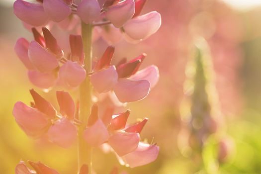 Lupin flower in the garden at the Sunset. Abstract floral background. Shallow debth of field
