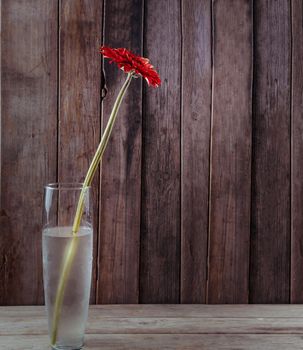 One red gerbera in a vase on a wooden background