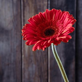 One red beautiful gerbera on a wooden background