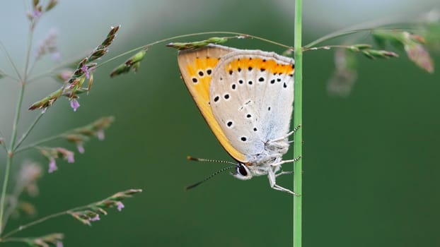 Butterfly in a meadow in summer, close-up of a macro, shallow debth of field