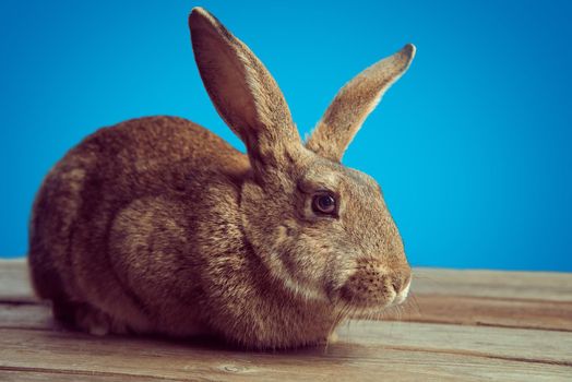 Brown rabbit sits on a wooden table on a blue background