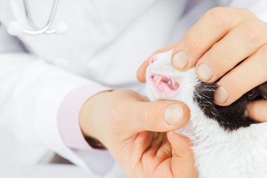 Unrecognizable male veterinarian examines teeth of a cat