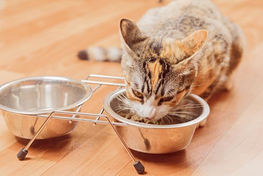 Orange tabby kitten eats from a bowl indoors